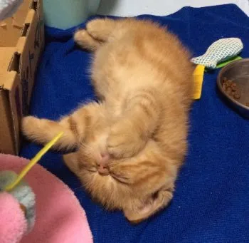 シキちゃんのパパ＆ママ 様のお迎えした子猫