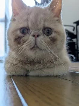 うめ 様のお迎えした子猫