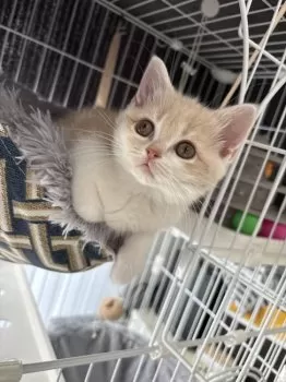 E.T 様のお迎えした子猫