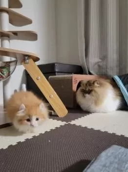 S.k 様のお迎えした子猫