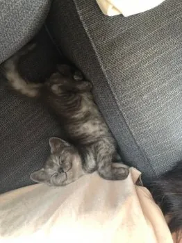 エミ 様のお迎えした子猫
