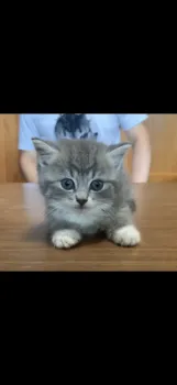 みさき 様のお迎えした子猫