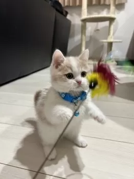 T.U 様のお迎えした子猫