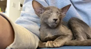 ココ 様のお迎えした子猫