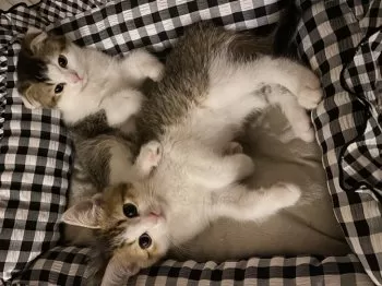 あや 様のお迎えした子猫