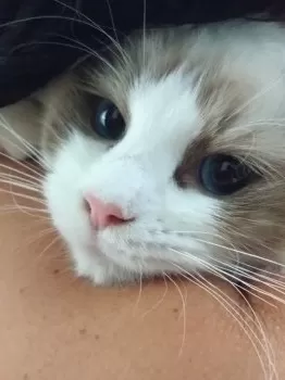 Lilly 様のお迎えした子猫