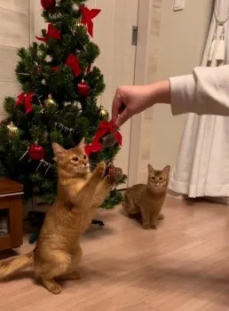 りんりん 様のお迎えした子猫
