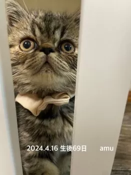 N.A 様のお迎えした子猫