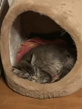 ユッキ 様のお迎えした子猫
