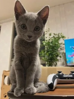 シャル 様のお迎えした子猫