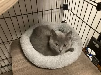 D.K 様のお迎えした子猫