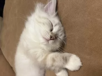 ねぼすけママ 様のお迎えした子猫