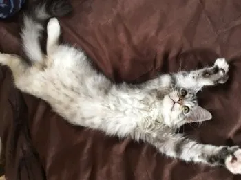 むっちゃん 様のお迎えした子猫