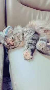 松の木 様のお迎えした子猫