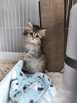 ぽちょ 様のお迎えした子猫