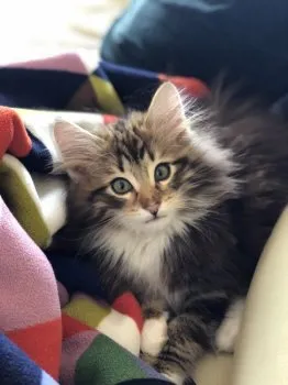 怜音（れお） 様のお迎えした子猫