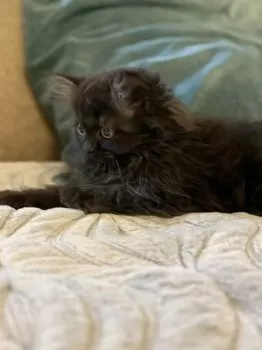 Pepelina 様のお迎えした子猫