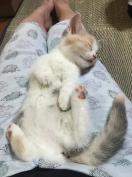 こつぶままさん 様のお迎えした子猫