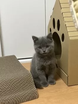 にゃんしろうの師匠 様のお迎えした子猫
