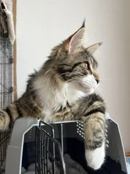 ベティレオ 様のお迎えした子猫