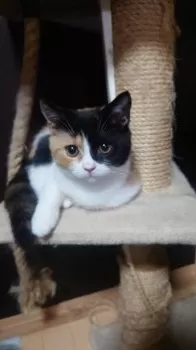 慎乃輔 様のお迎えした子猫