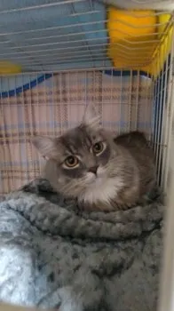 ちゃど 様のお迎えした子猫