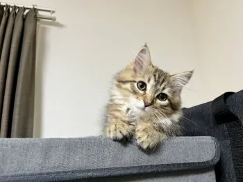 H.N 様のお迎えした子猫