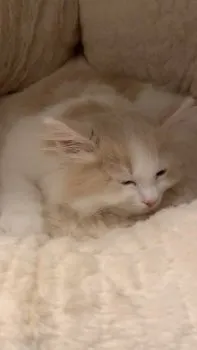 フミャ 様のお迎えした子猫