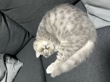 BUBU 様のお迎えした子猫