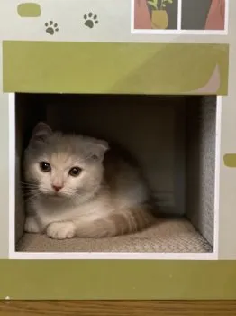 つ 様のお迎えした子猫