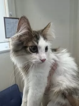 T.S 様のお迎えした子猫