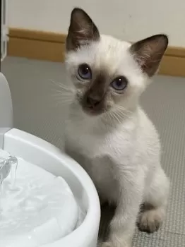 レオ 様のお迎えした子猫