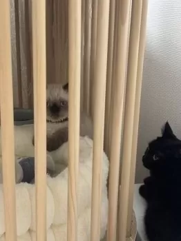 M.M 様のお迎えした子猫