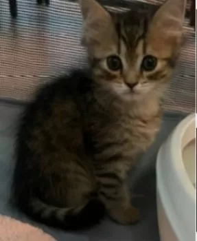 エールのママ 様のお迎えした子猫
