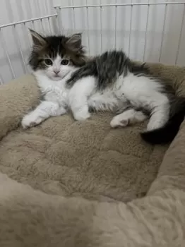 R.A 様のお迎えした子猫