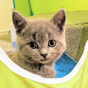 なかむー 様のお迎えした子猫