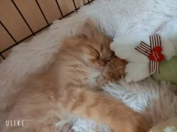 ぷくぷく 様のお迎えした子猫