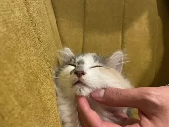 たなか 様のお迎えした子猫