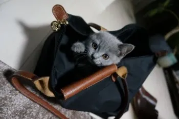 m.m 様のお迎えした子猫