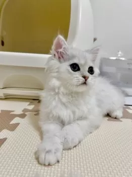 R.R 様のお迎えした子猫