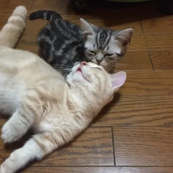 りえりえ 様のお迎えした子猫