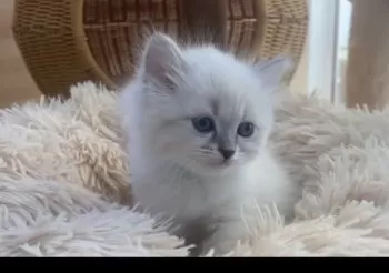 S.A 様のお迎えした子猫