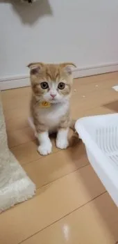 みぃ 様のお迎えした子猫