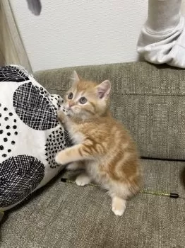 かず 様のお迎えした子猫