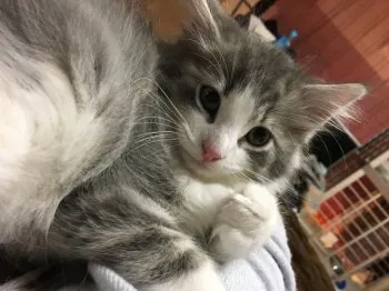 あべる 様のお迎えした子猫