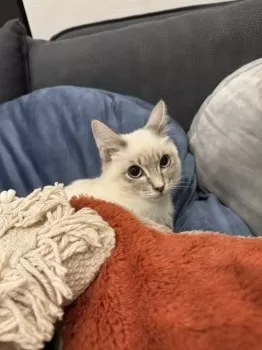 M.U 様のお迎えした子猫