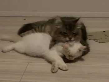 S.Ｉ 様のお迎えした子猫