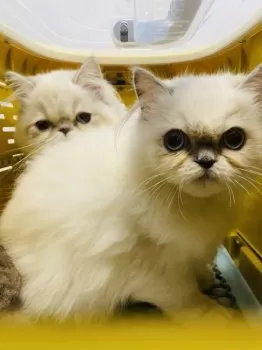 とも 様のお迎えした子猫