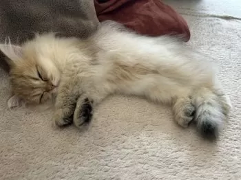 N.K 様のお迎えした子猫