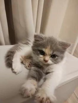 fuka 様のお迎えした子猫